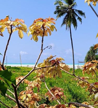 Mustafa 's Bungalow