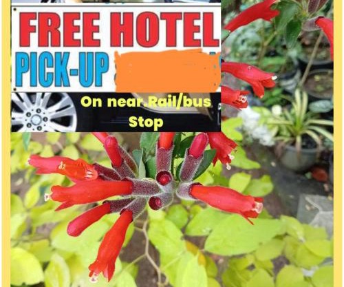 New Toropi Homestay