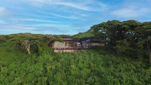 Ngorongoro Lion's Paw