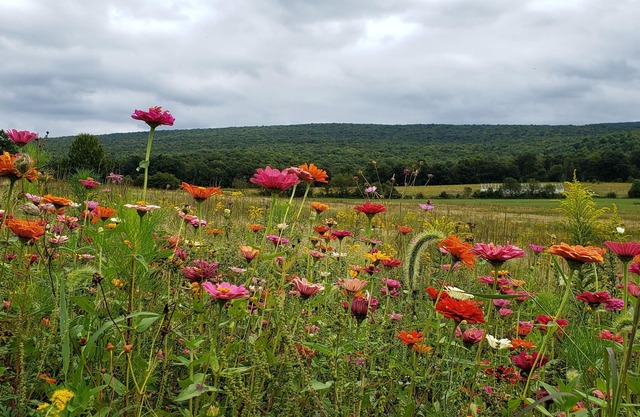 One of a kind, private, beautiful rustic cabin in the Laurel Highlands