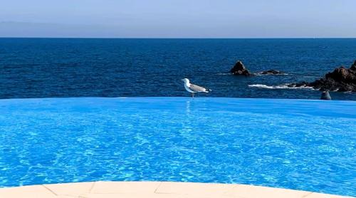 Piscine chauffée à débordement Au Cap de L'Esterel ! Entre Théoule et Saint-Raphaël