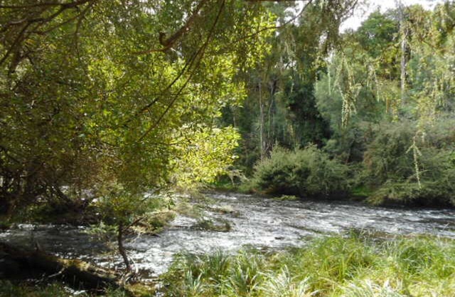 Platypus Den in Warburton