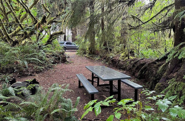Primitive Tent Site in Enchanted Rain Forest - Site #4