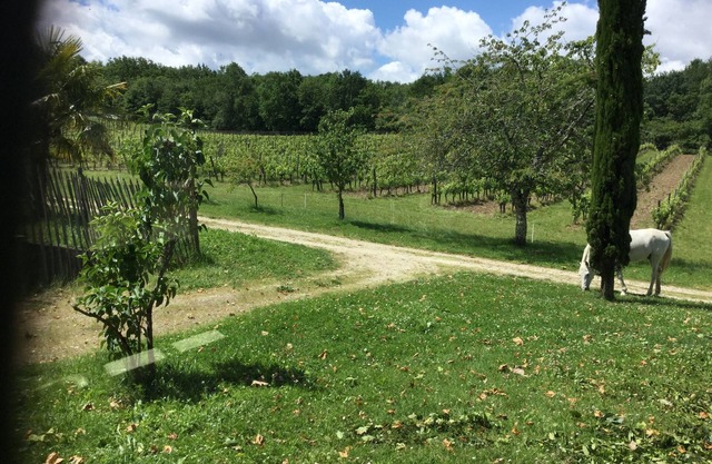 Private gite for rent in a wine estate