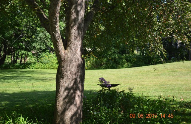 Quiet Neighborhood, For Bird Lovers