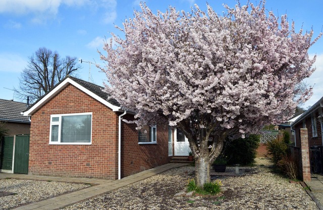 Relaxing, Comfortable Bungalow a Short Walk From Wimborne Minster