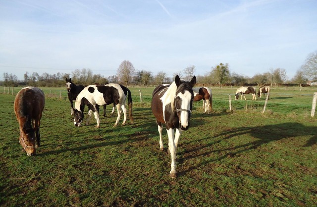 Rest on the farm with our 10 horses in the heart of nature. Wifi works.