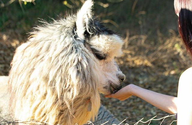 Romantic Alpaca Retreat/Farmstay With Soaking Tub