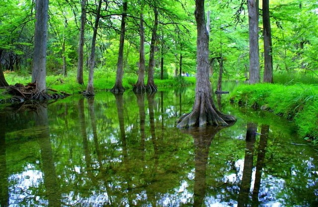 Romantic country cottage right on the Cypress Creek!