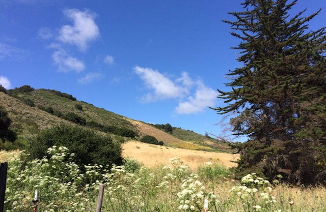 Romantic Couples Cottage, Artist-Writers Retreat in Carmel Valley Wine Country