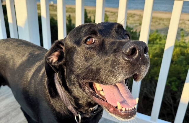 Salty Paws Beach Cottage - Just Steps From the Shoreline!