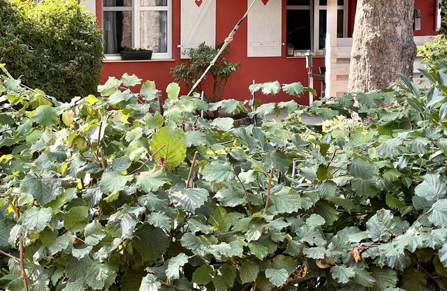 Small country house with sauna and fireplace on the four-sided courtyard