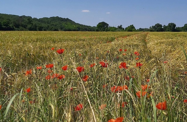 Spacious stone built gite with stunning views of the Cevennes