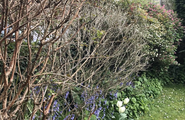 Spring Gardens B&B