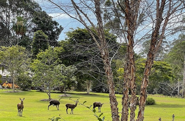 Stylish Retreat amongst paddocks and rain forest; only 20 minutes to Noosa
