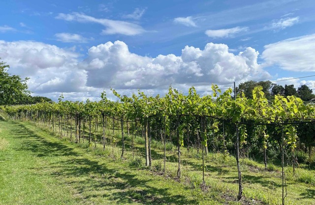 talian charm at VINEYARD near Karrebæksminde
