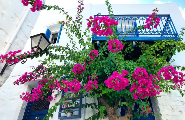 The Balcony of Bougainvillea!