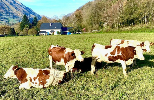 The Blue Sheep : 2 beautiful Bed and Breakfast of charm in the Aspe Valley