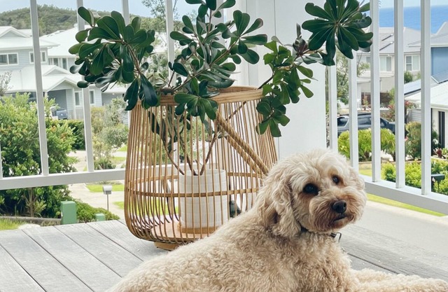 The Sanctuary - Hampton-style beach house, pet friendly, family ready