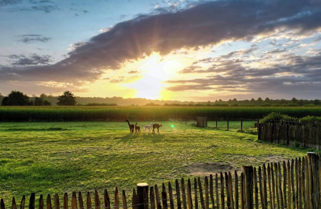 Tiny House Alpakablick - including free alpaca meet & greet