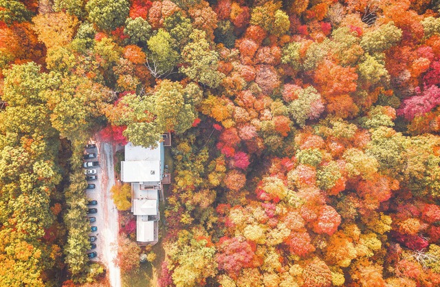 Treetop Retreat