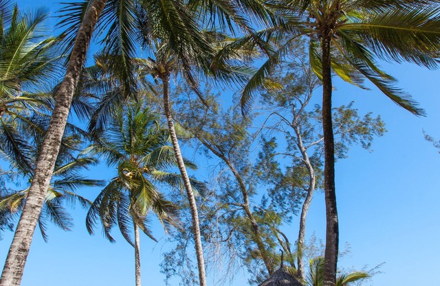 Turtle Bay Beach Club
