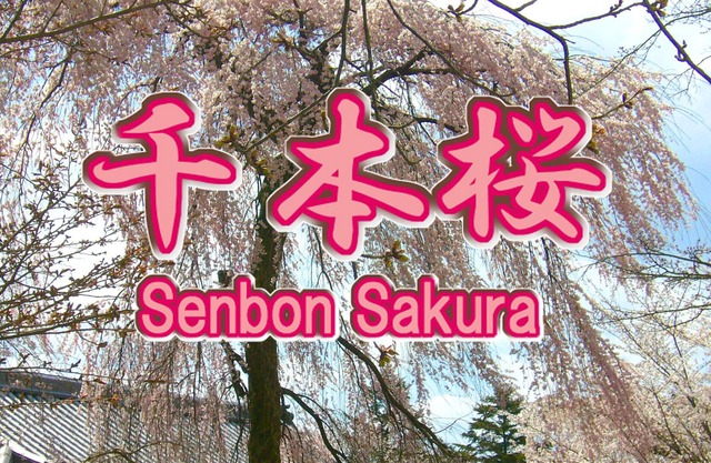 Uji "Senbonzakura" Cheap Plan