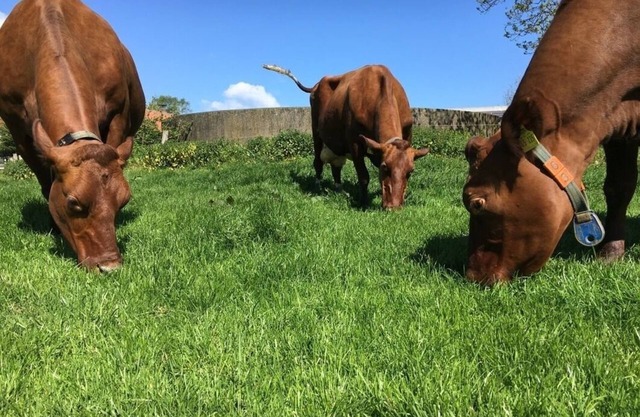 Vacation apartment/apartment for 6 guests with 100m² in Hasselberg (145681)