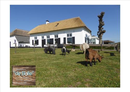 Vakantiehuis 'De Bolle'