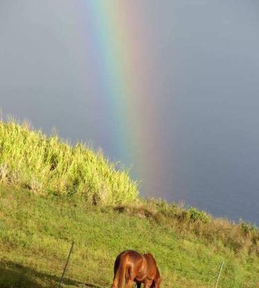 Waipio Studio Apartment