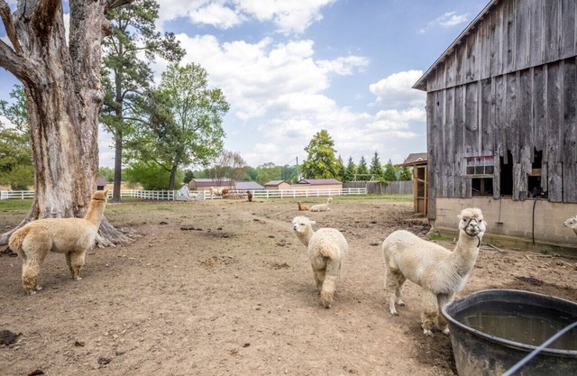 Watch Deer from a Farm Cottage