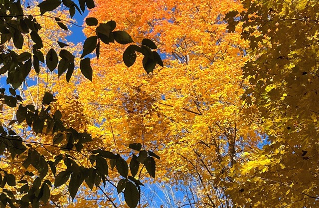 Welcome to Irish Acres Camping Retreat! Nestled in the woods of Indian River, MI