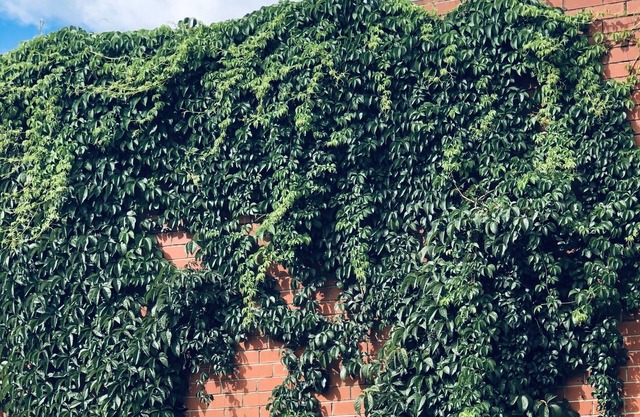 Yours & Theirs Pet Friendly Accommodation