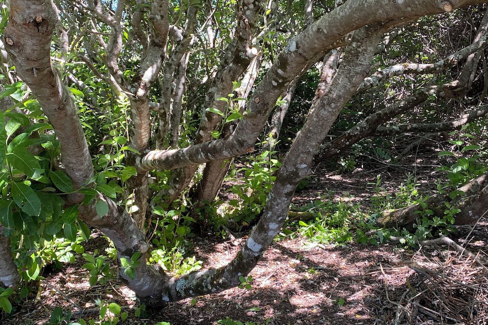 Nesika Beach House | Ocean front 2 bedroom house with WiFi in Gold Beach monthly rental