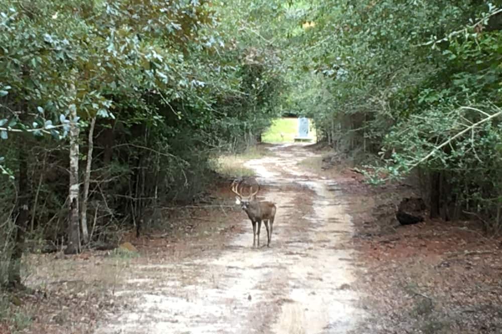 Bon Wier House | Beautiful Piney Woods Ranch Retreat