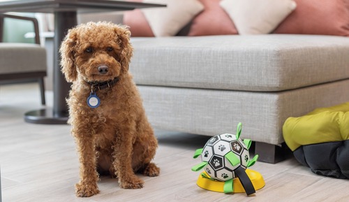 Dog Friendly Family Suite Courtyard Deluxe