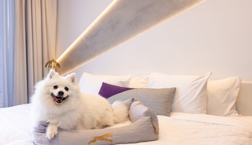 Standard Room, 1 King Bed, Balcony (Dog Friendly)