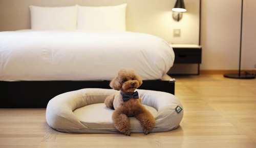 Pet Heritage Suite Ondol Room
