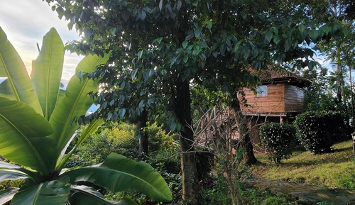 Tree Nest Oruzogo