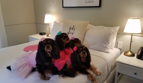 Queen Standard Pet Friendly
