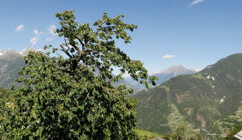 Double Room, Balcony, Mountain View