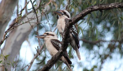 Kookaburra Apartment - Adults Only