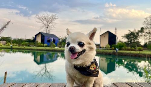 Standard Twin Room with Garden View