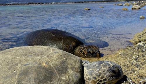 Studio Apartment with Queen Bed