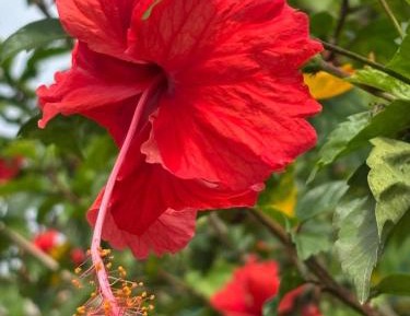 Villa with Garden View