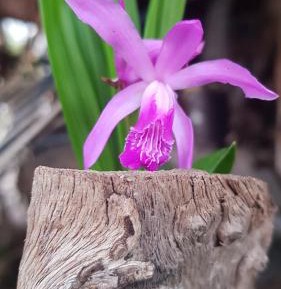 One-Bedroom Apartment with Garden View