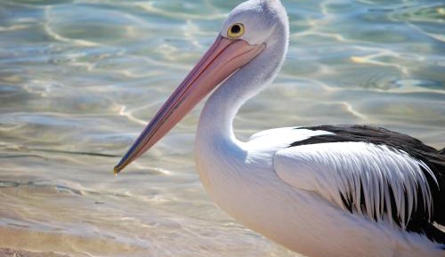 Two-Bedroom Apartment B