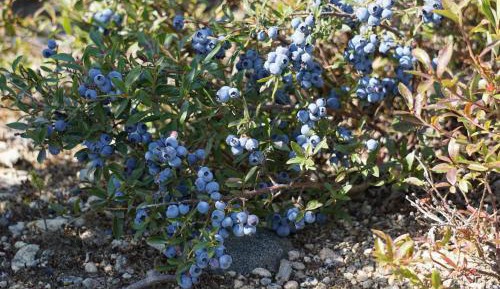 Queen Room with Shared Bathroom