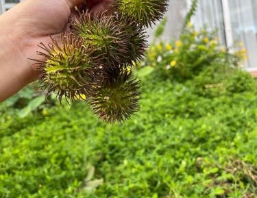 Family Room with Garden View