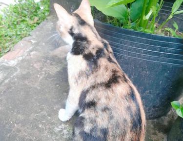 Bungalow with Garden View